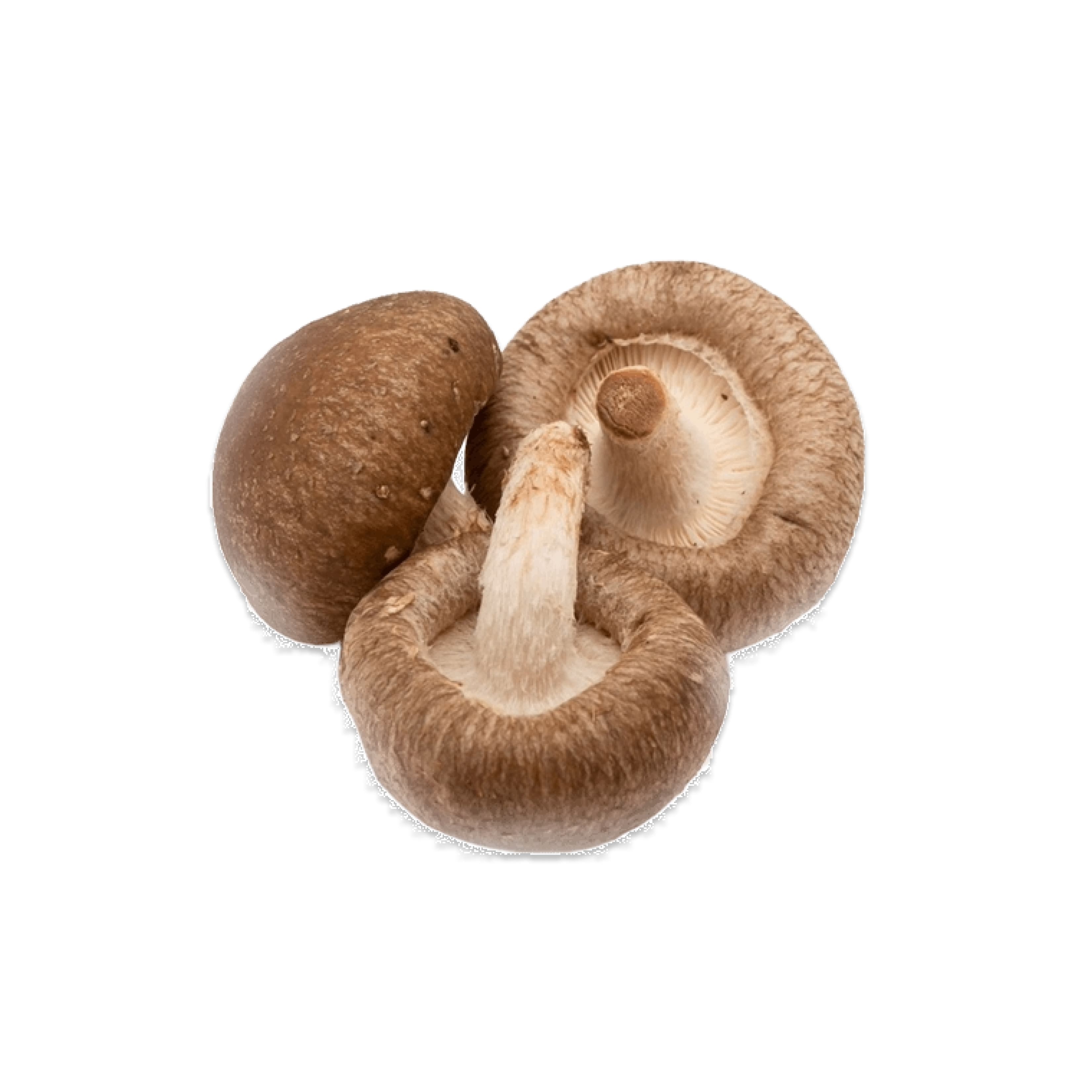 Cogumelos
