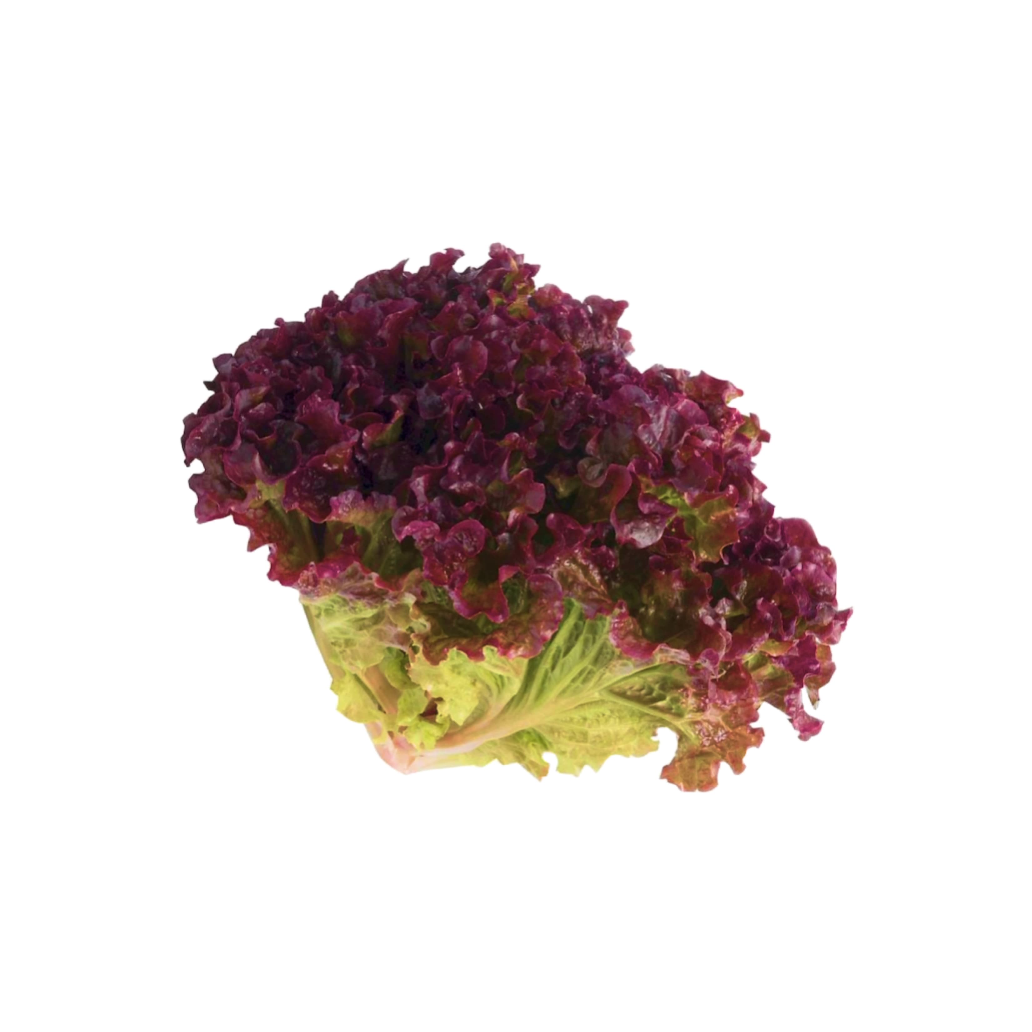 Hidroponicos